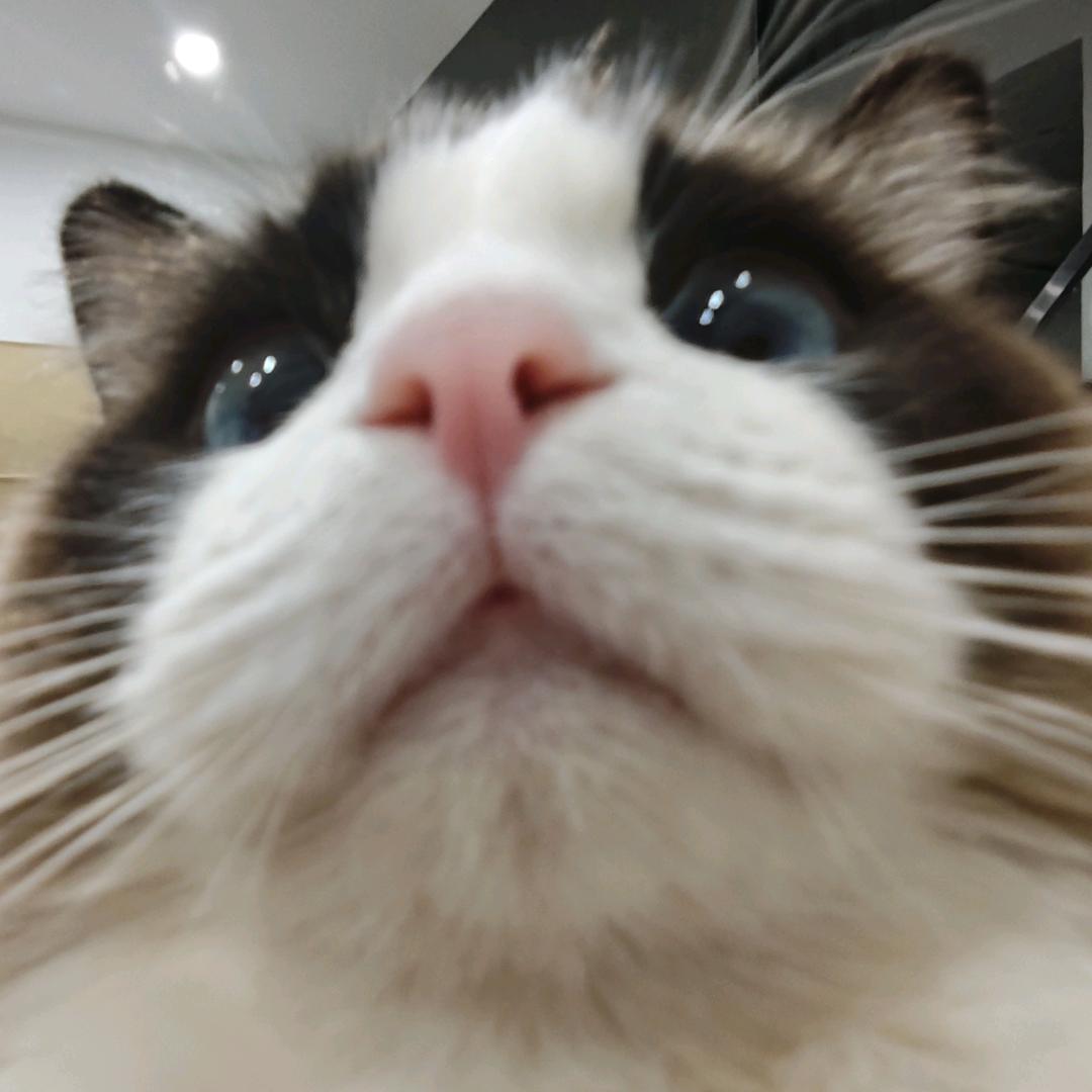 土豆是只猫