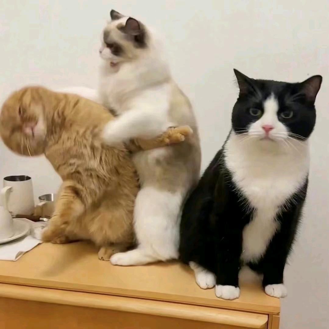 命里没你