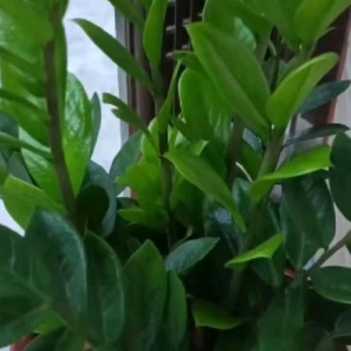 韩梅