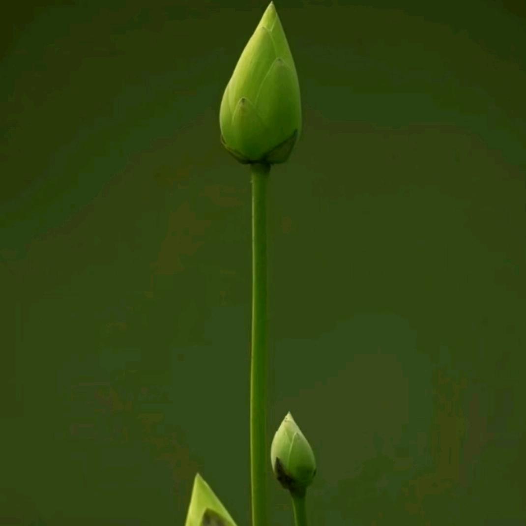 向阳花
