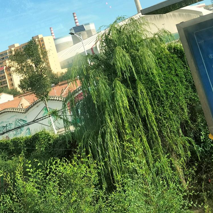 凤栖梧桐@
