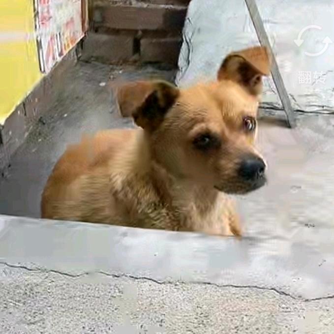 土豆氮泵(恩师承焰)