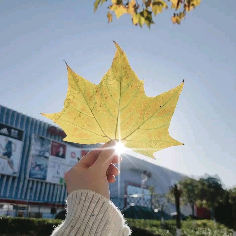 落叶知秋(*Ü*)ﾉ☀