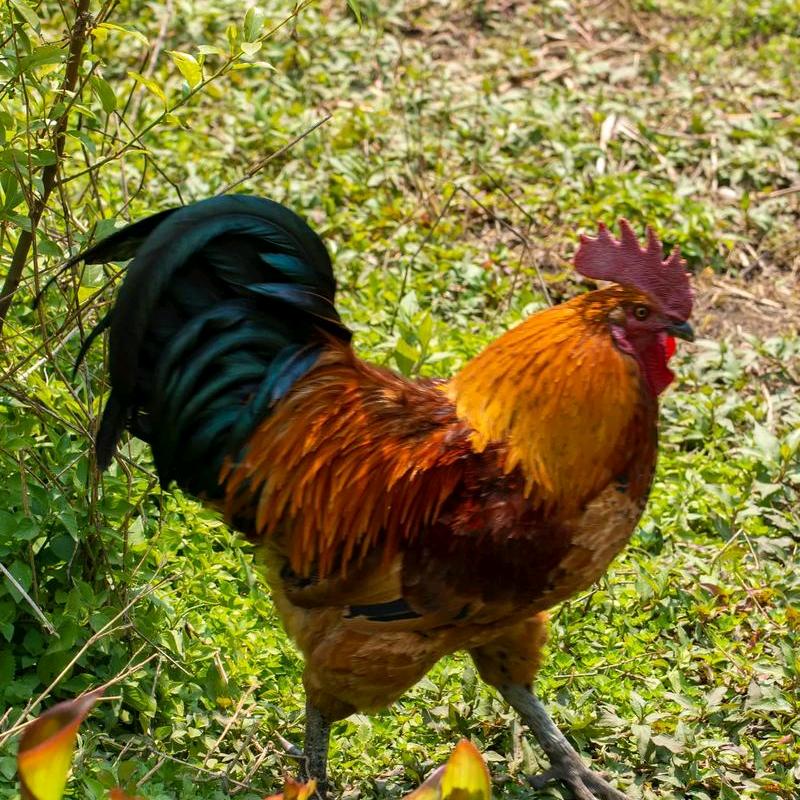 沙马阿普家的土鸡