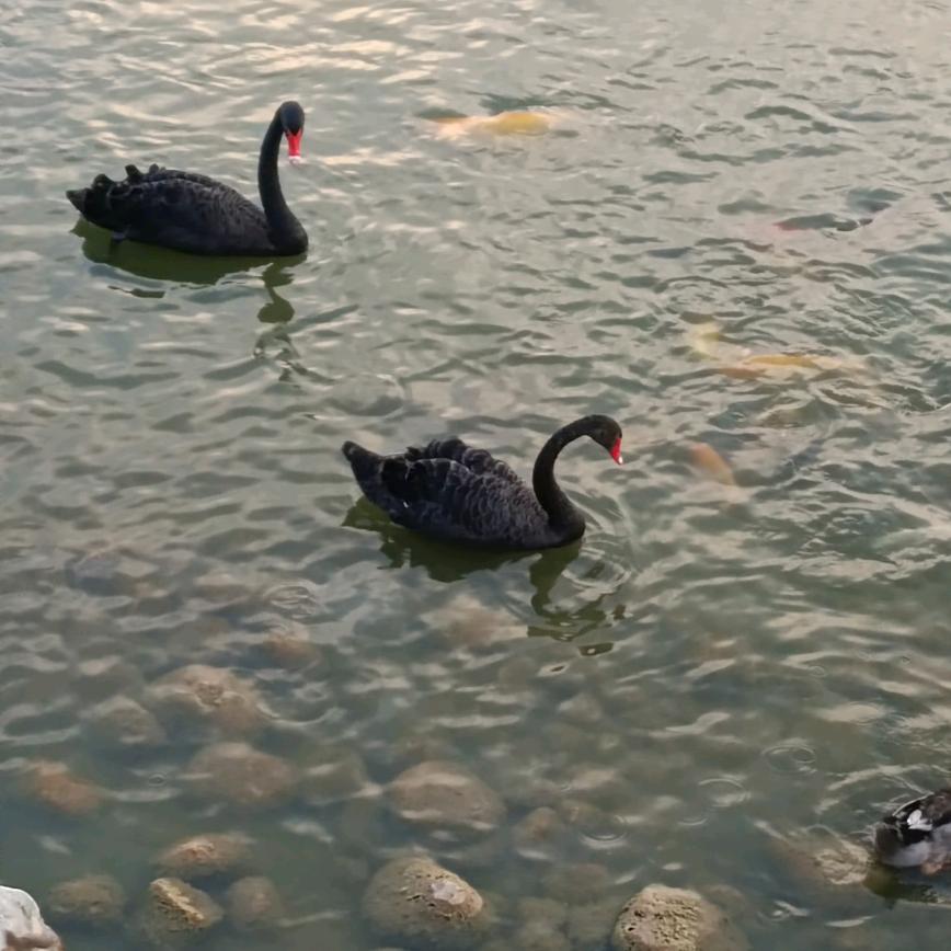 💋💋小虎牙💋💋