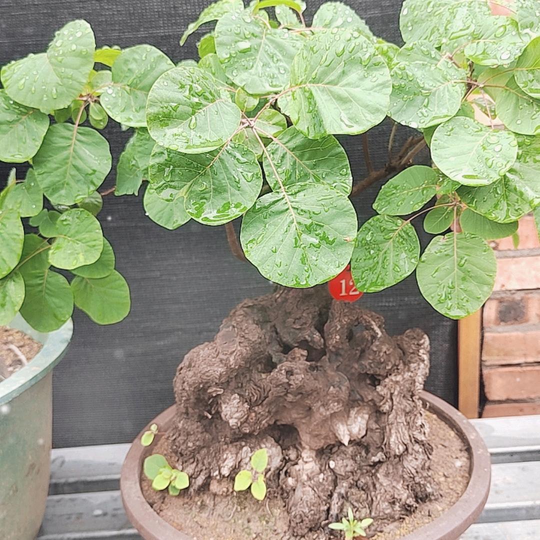 景艺花卉园艺馆