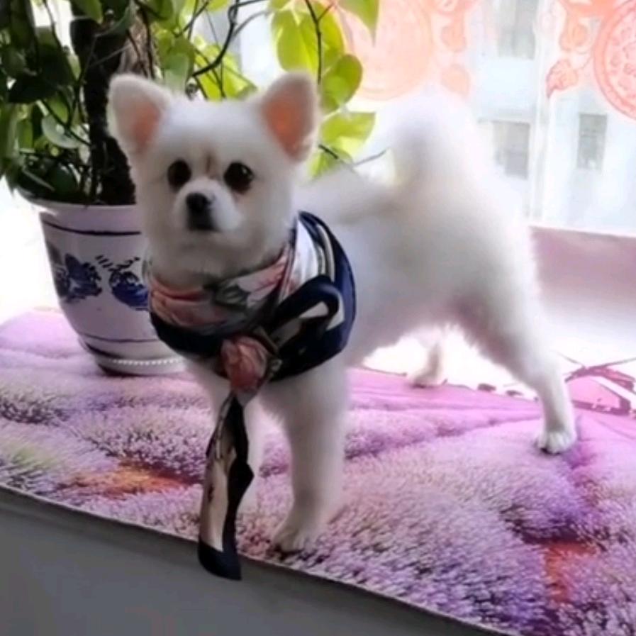 大眼仔小宝晚上20.10开播