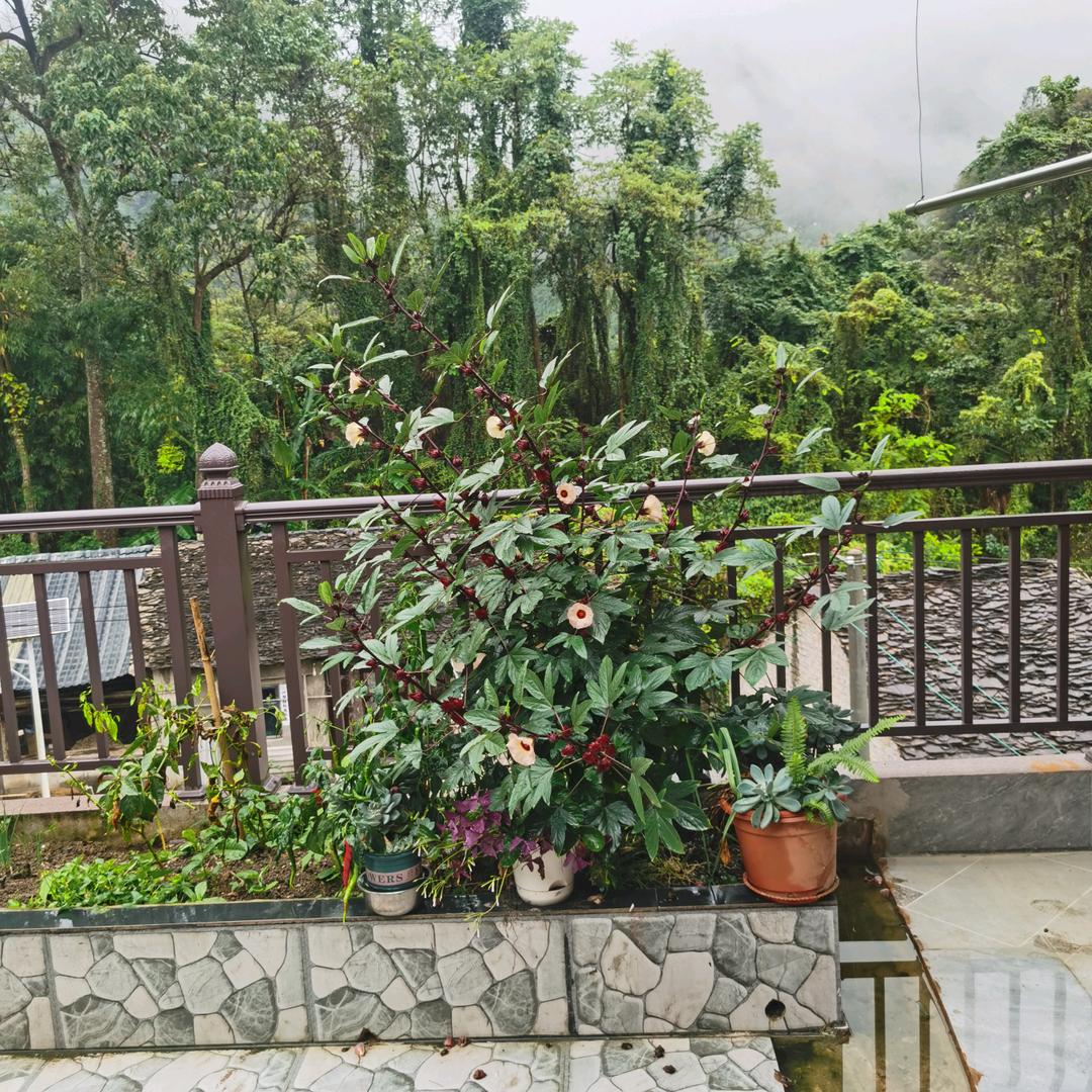 江～哥