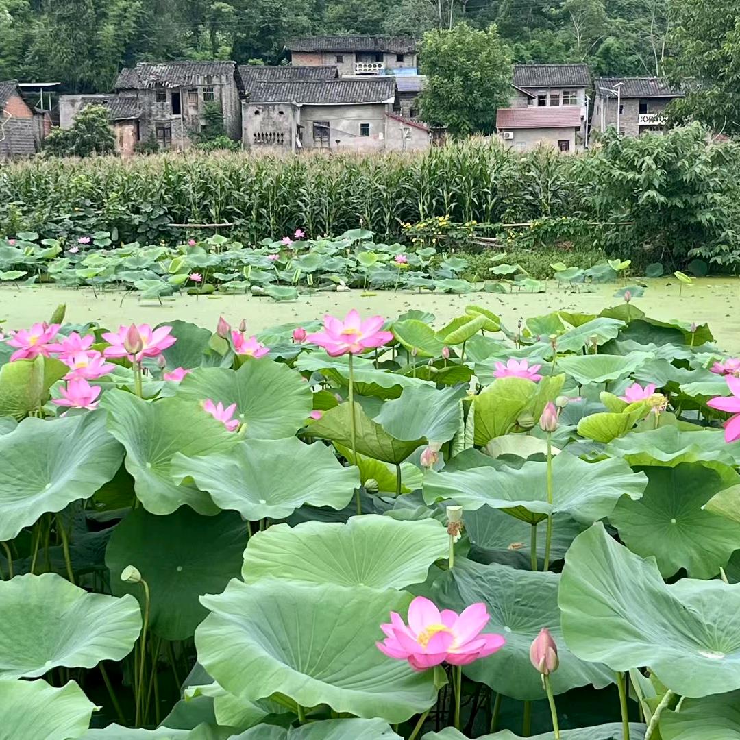 慧慧