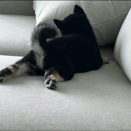 TAOTAO.