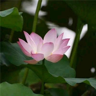 郭现菊