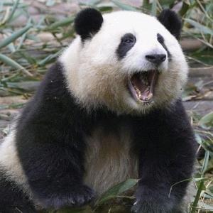 梦奇有点圆