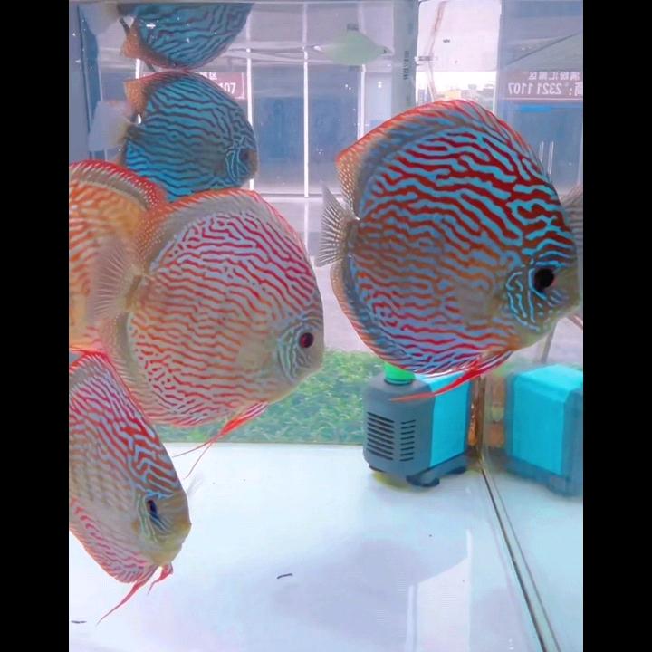 精品七彩神仙鱼水族馆