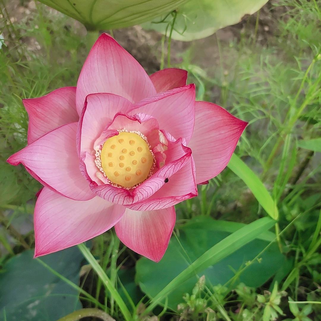 紫月亮