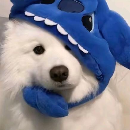 咩咩~