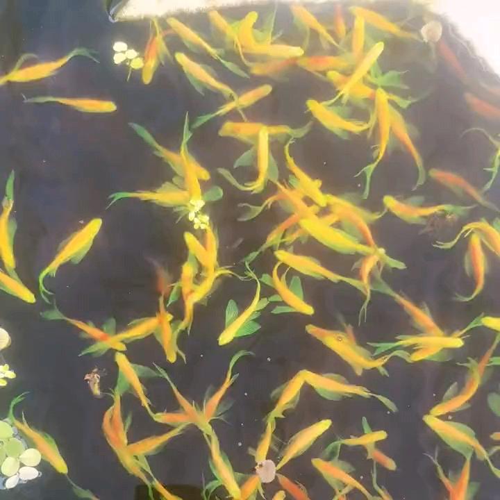 天湖渔业