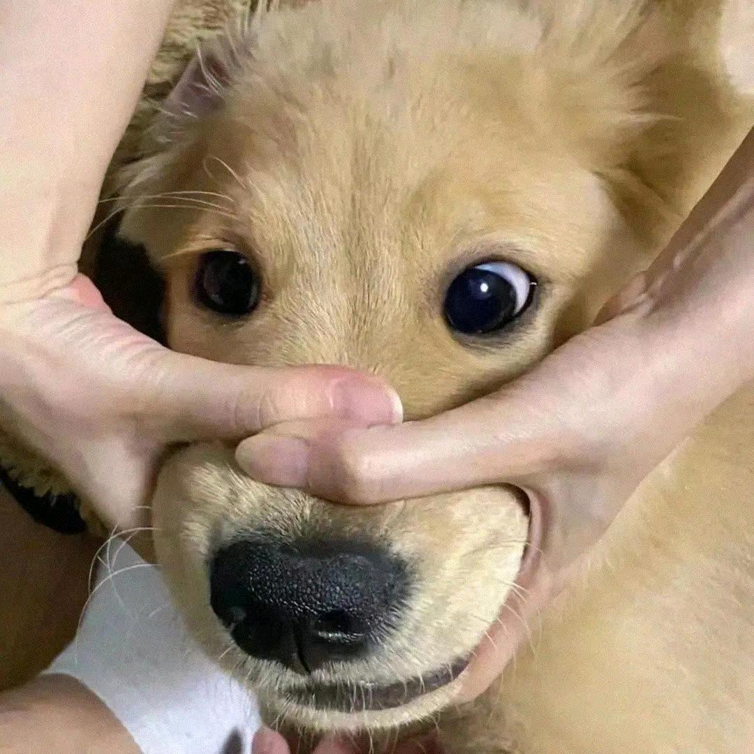 是空心菜呀
