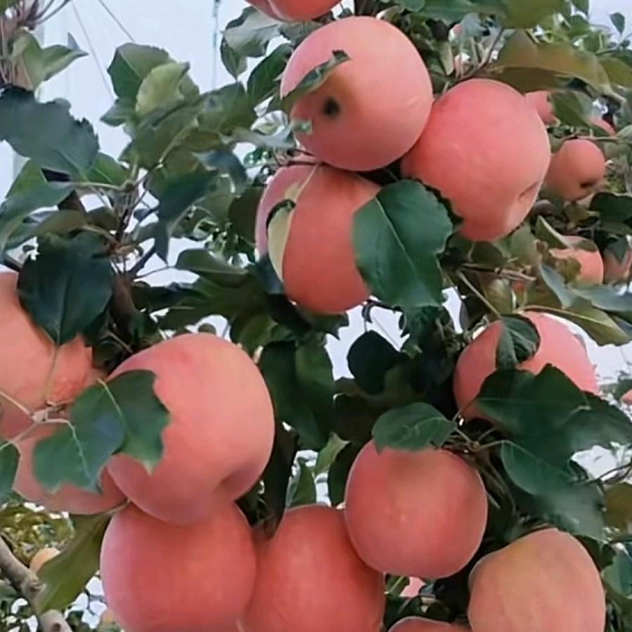 阳光姐妹鼓舞队