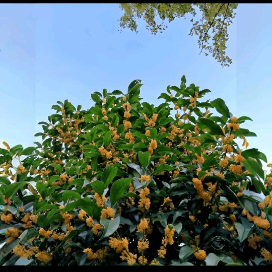 百花坊花卉园林