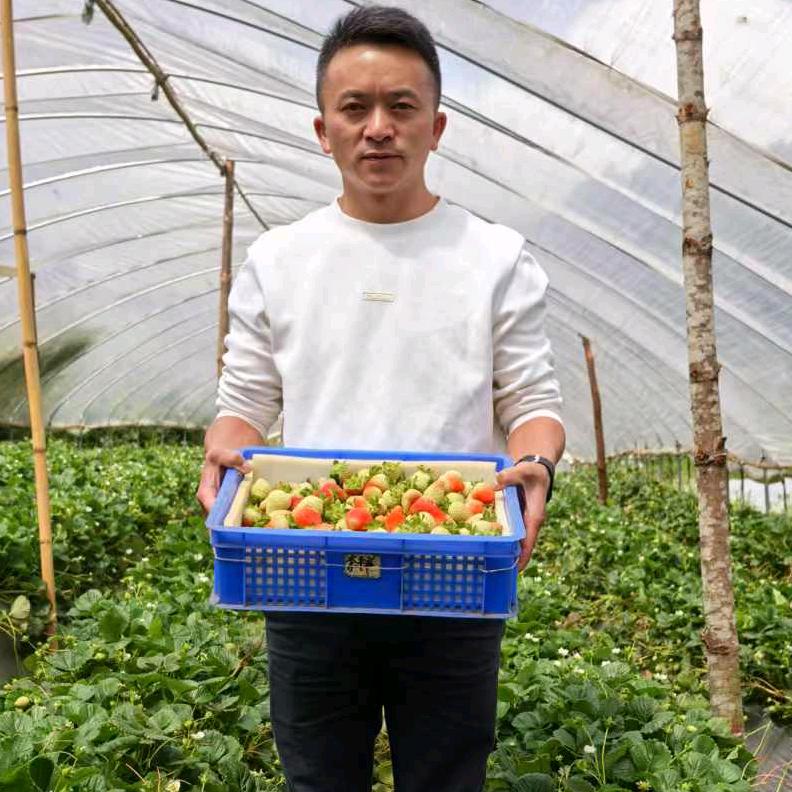 会泽夏季草莓技术员 （赵德云）