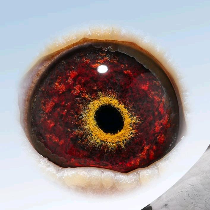 杨阿腾育种基地壹号