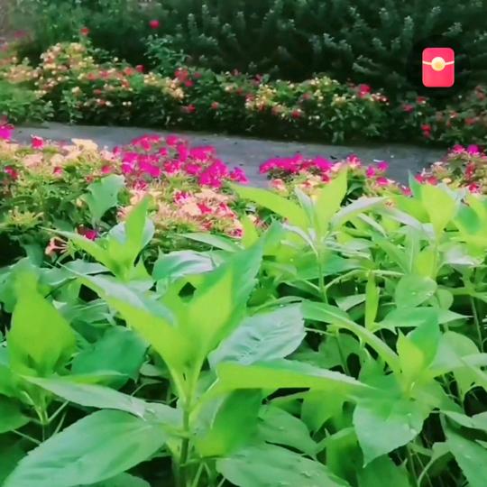 桂芳