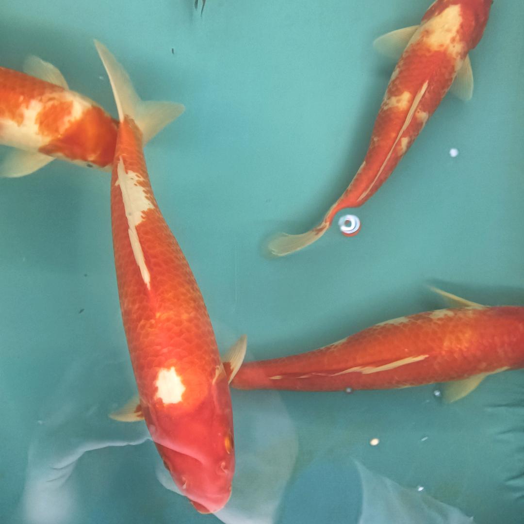 K哥池养【鱼】