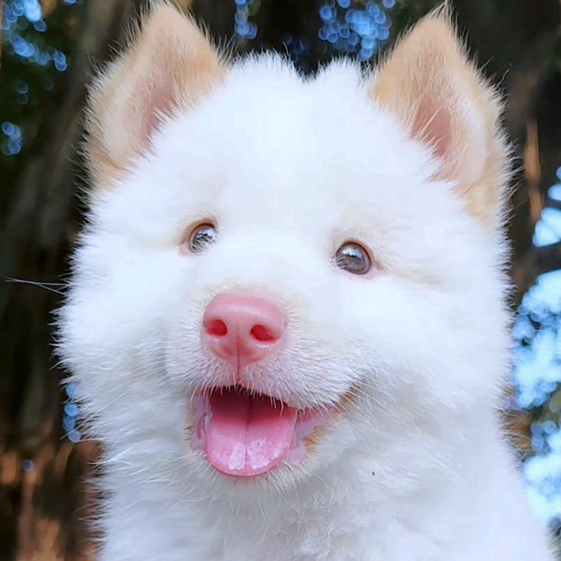 表哥田园犬白土松