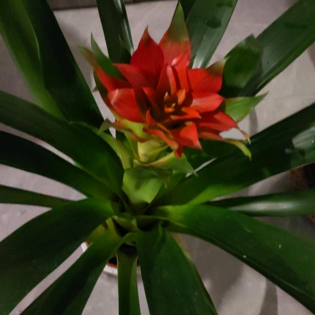 🌷🌹🥀乐悠悠。🌺🌺🌺🌷