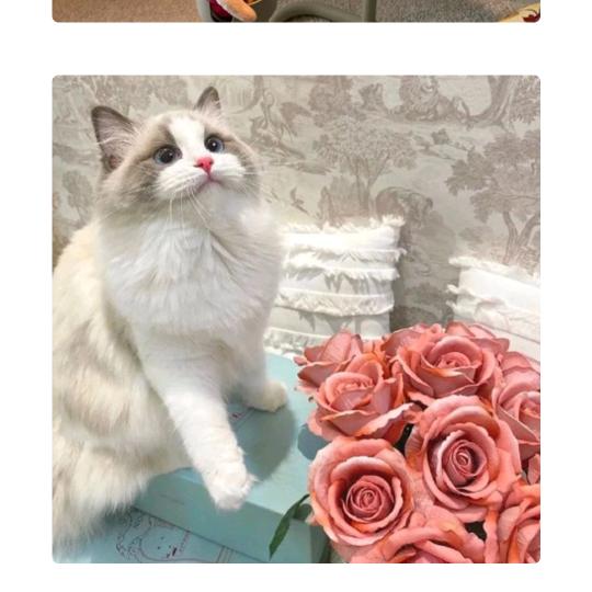 ໑ღ᭄❤️💞🕊꧔ꦿ᭄💞