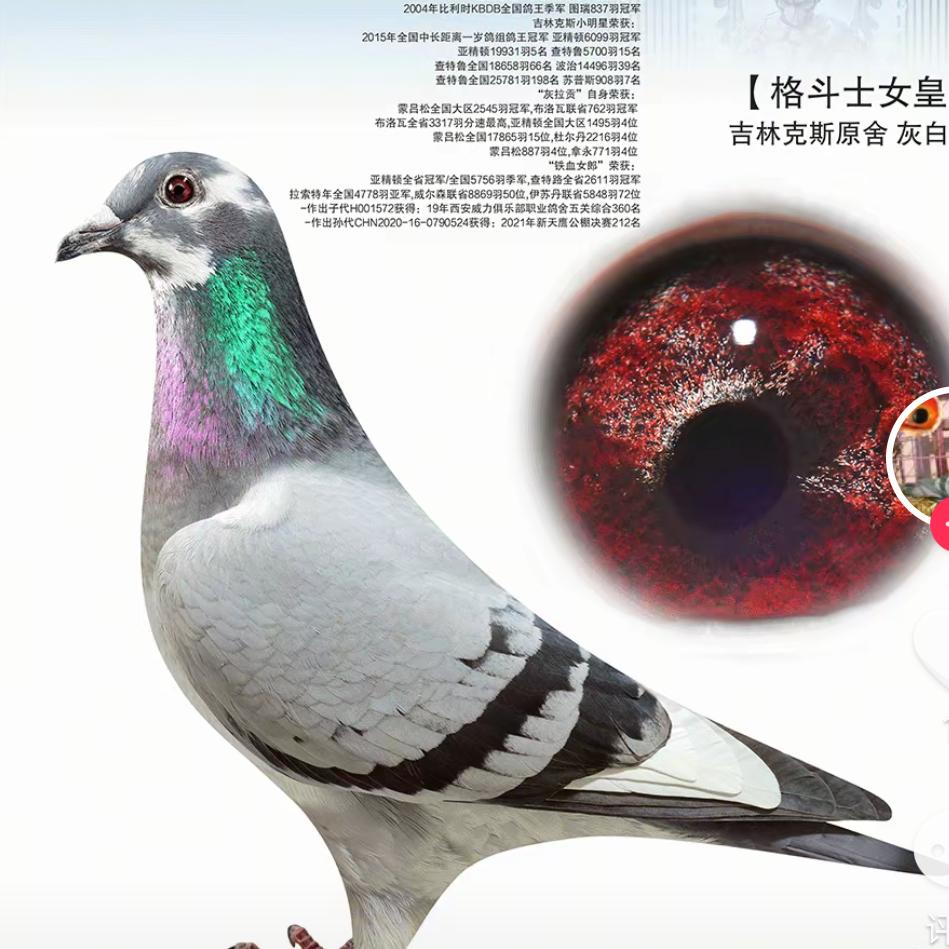 新诚鸽舍-张允