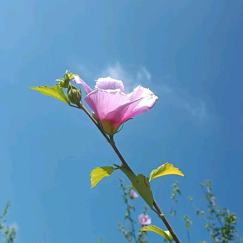 岁月静好