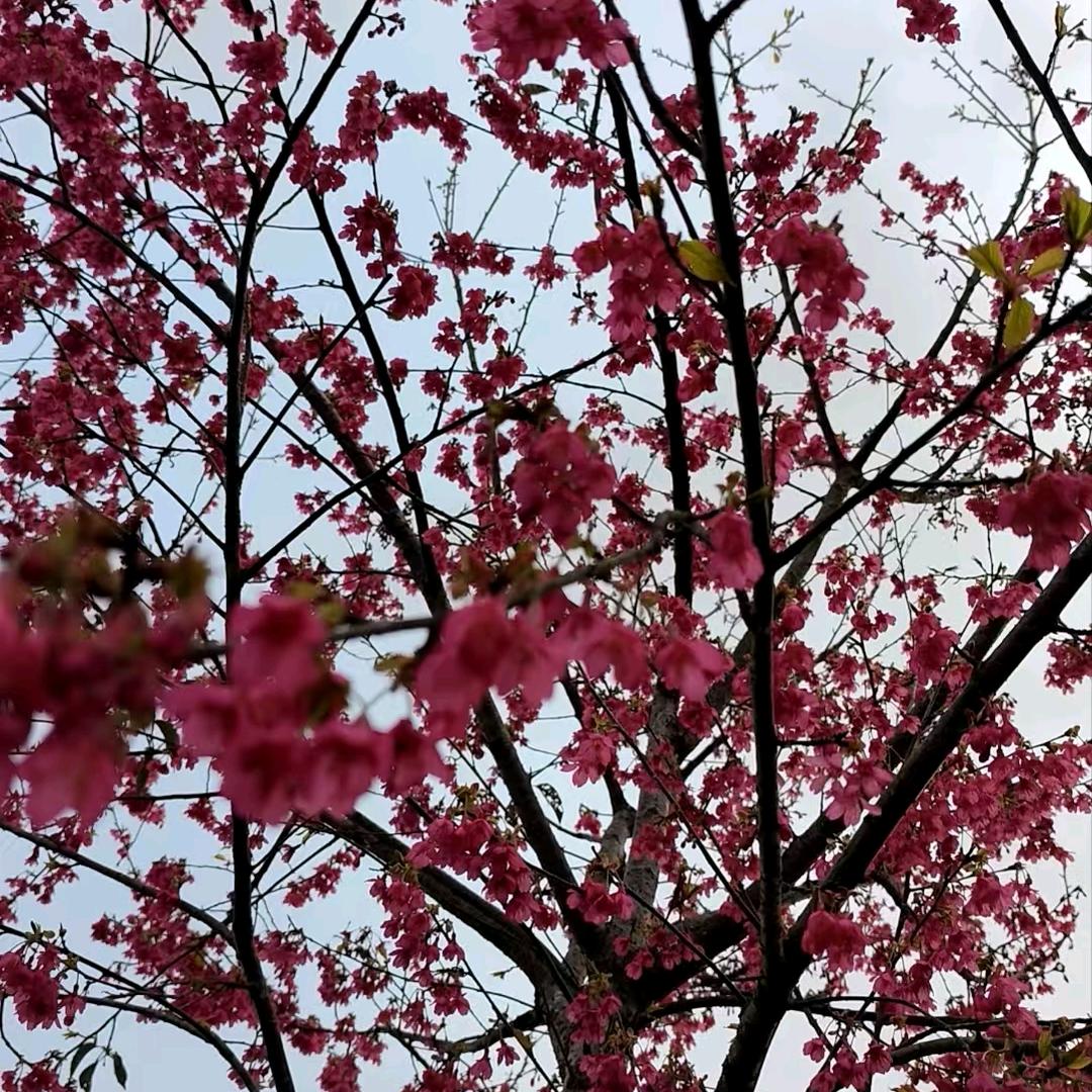 ღ᭄不忘初心꧔ꦿ᭄💞