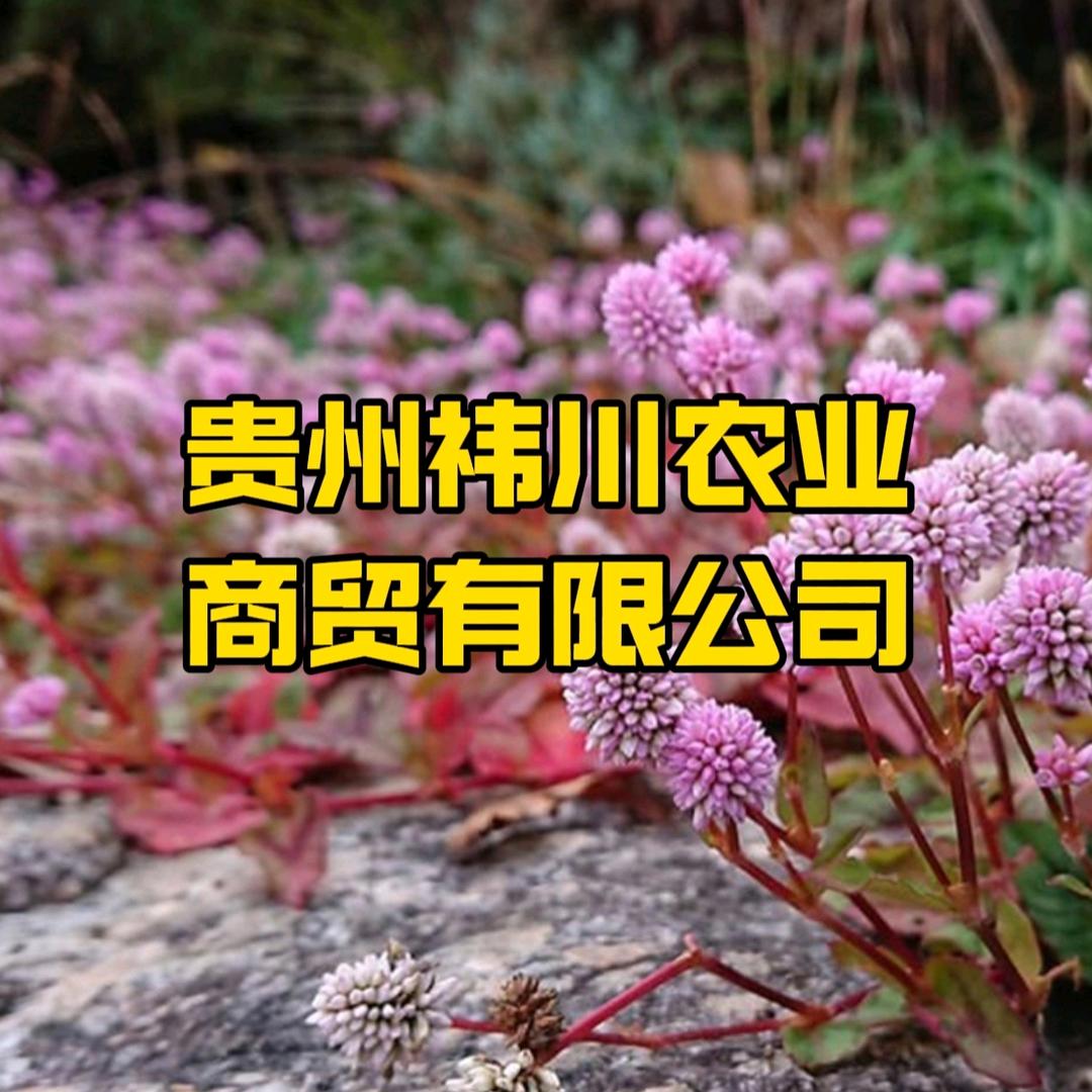 贵州祎川农业商贸有限公司