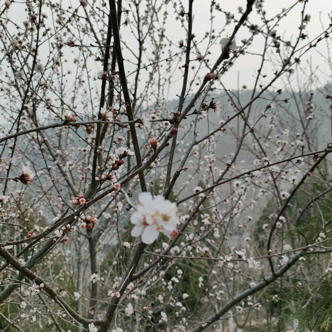 小蛋壳丶
