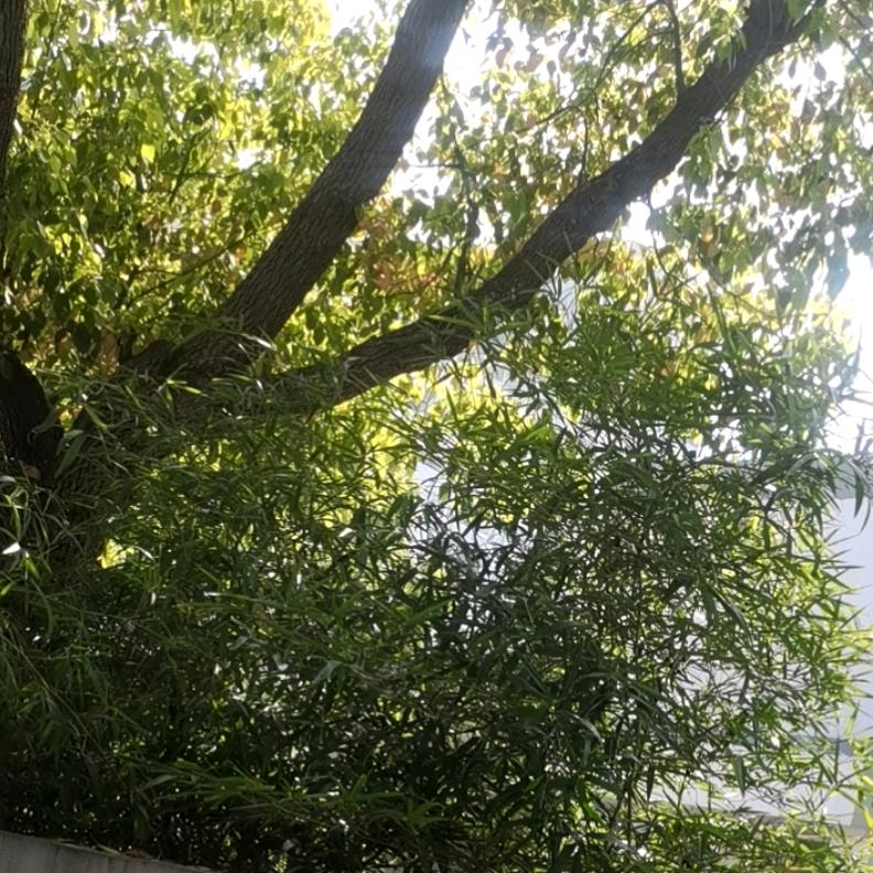 王华伟