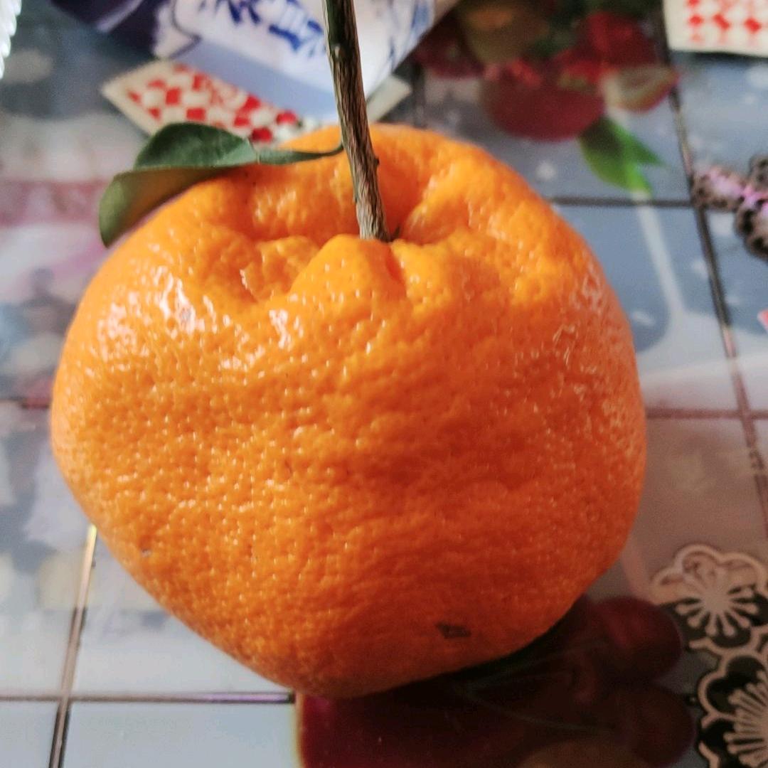 橙子皮V