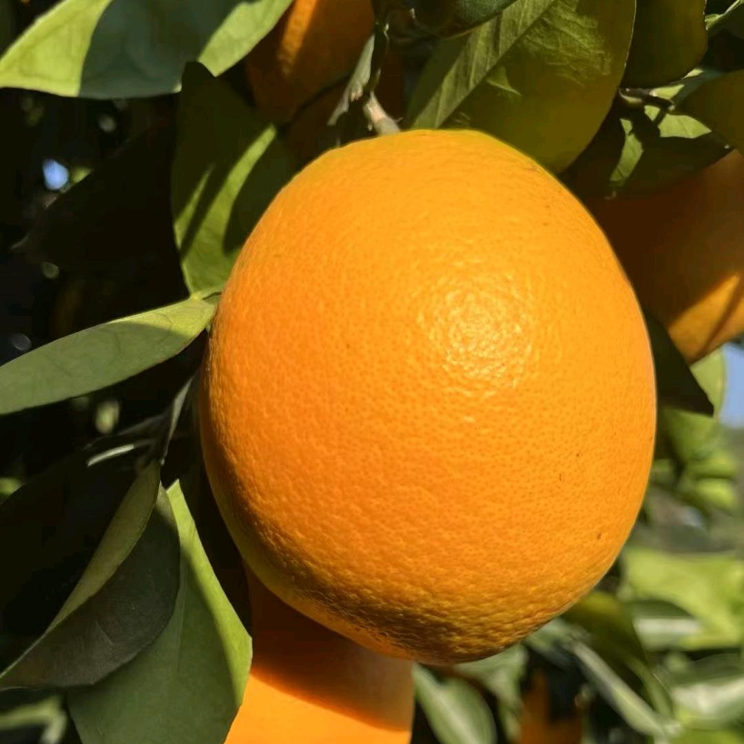 赣南脐橙-大明