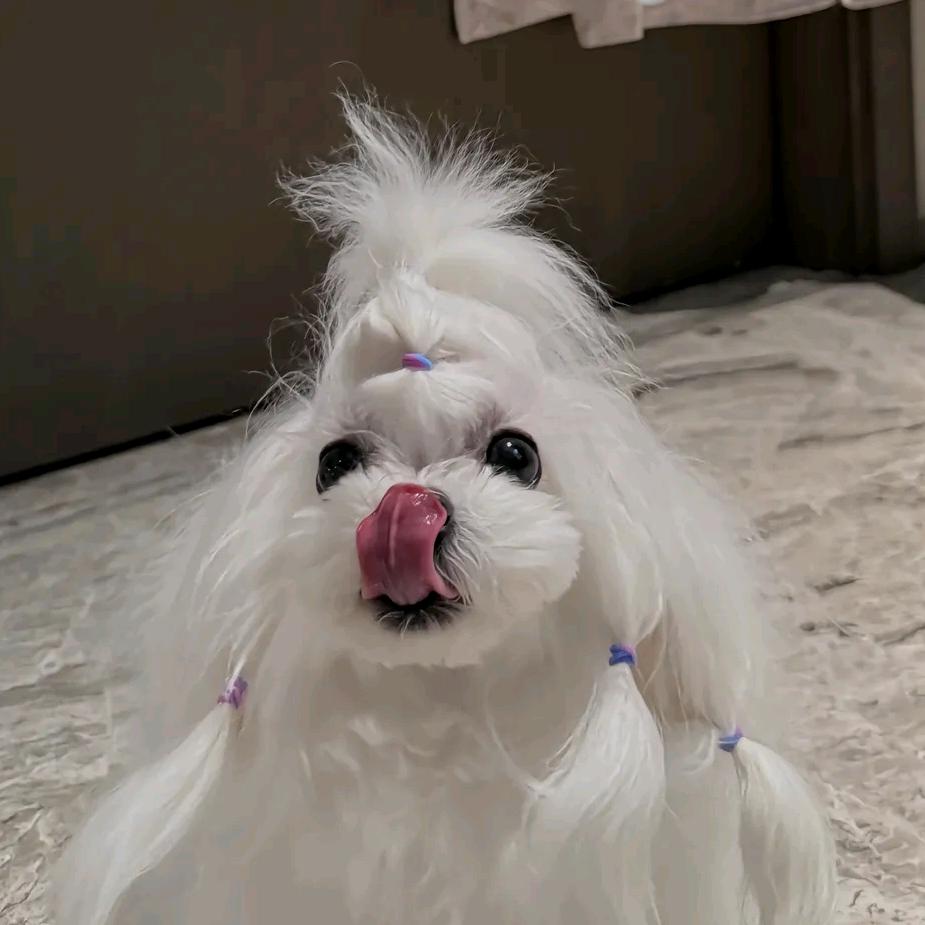 鸢尾花公主
