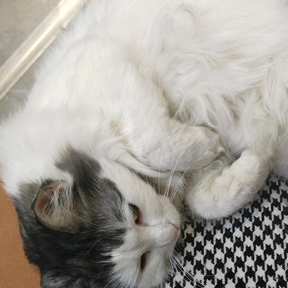 猫猫