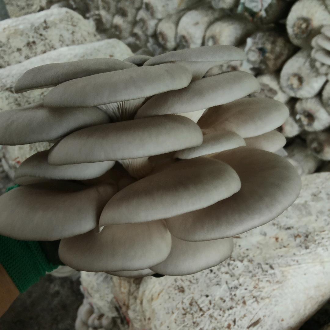 彭州市科伟食用菌种植家庭农场