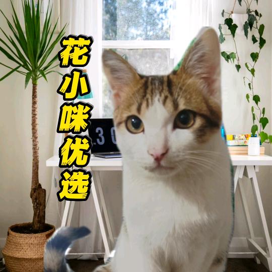 花小咪优选