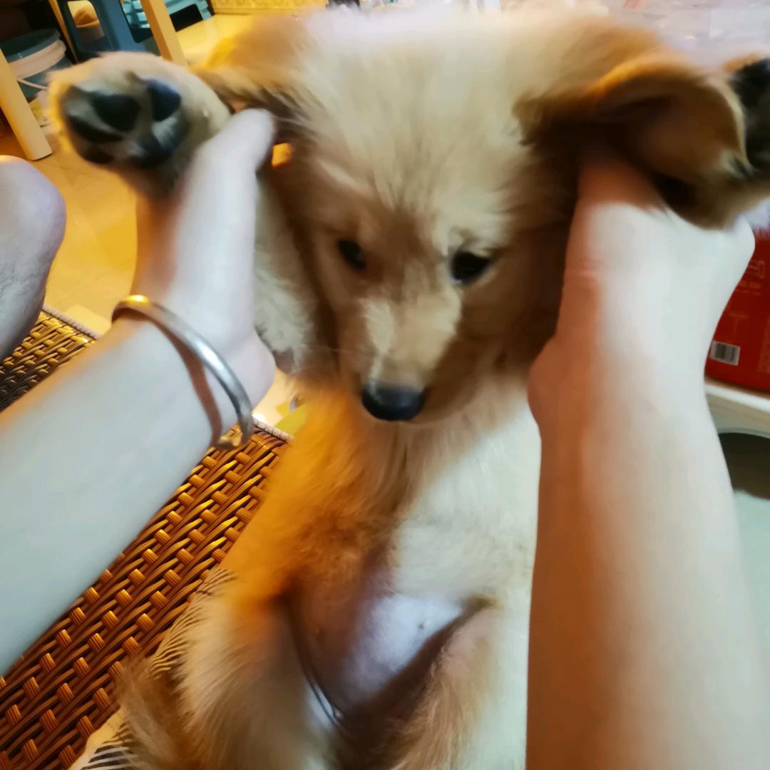 凡凡