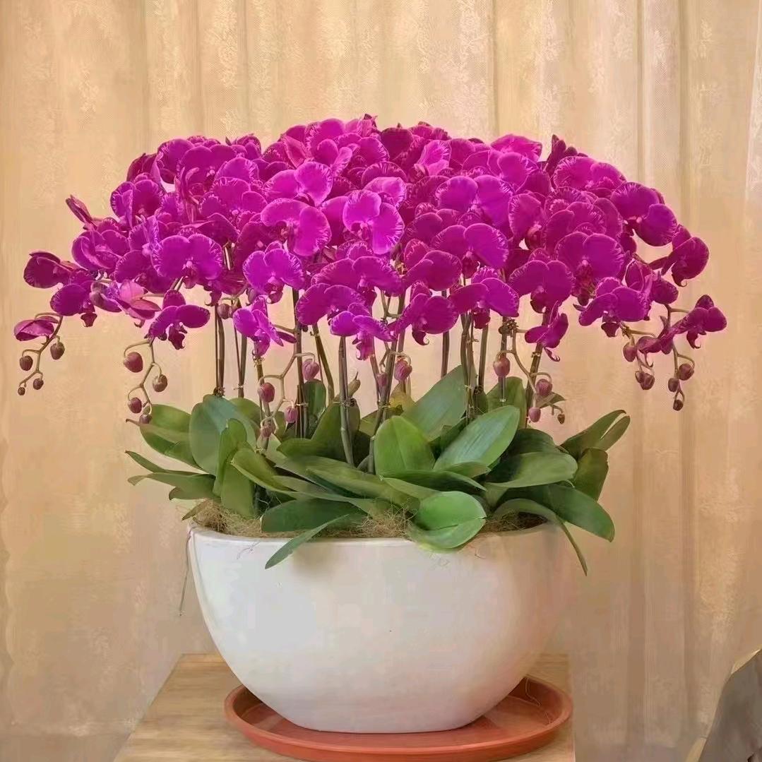 广饶县金鸣花卉超市