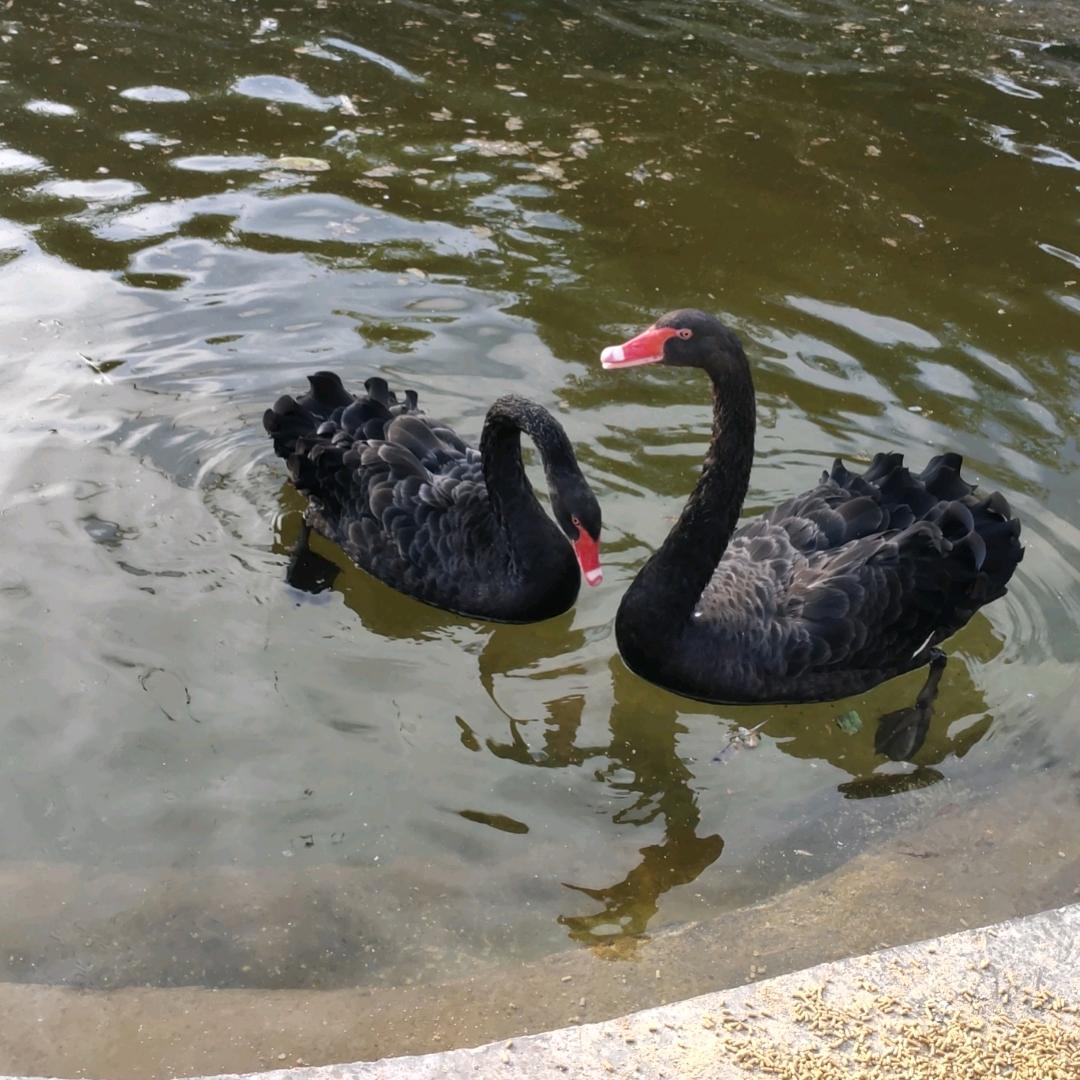 雄霸天下！毛毛