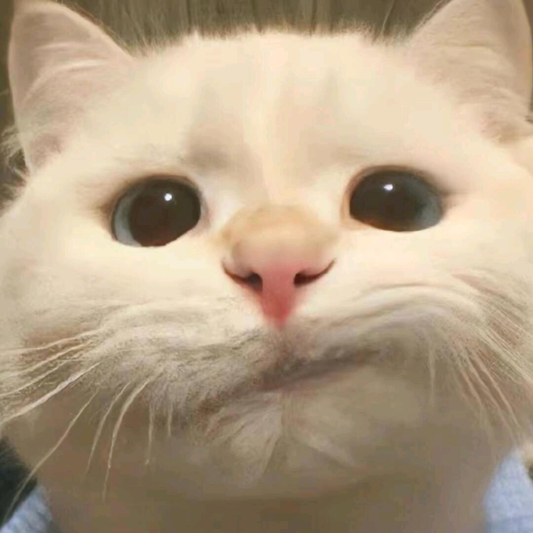 疑问词