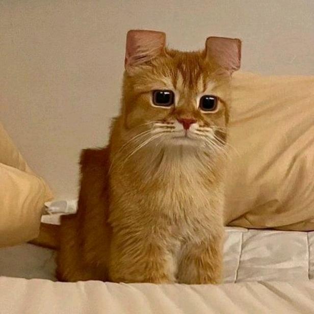 橘猫很能吃