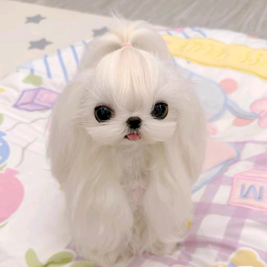 飞翔哥