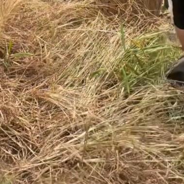 小伙子和奶奶的生活