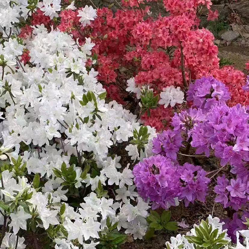 映山红花卉基地